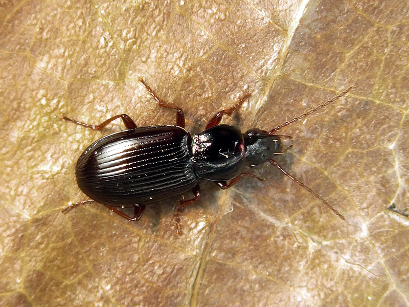 Carabidae: Pterostichus strenuus